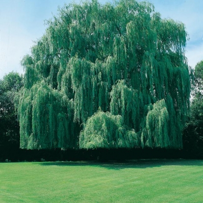 Salix x SEPULCRALIS = ALBA 'TRISTIS'