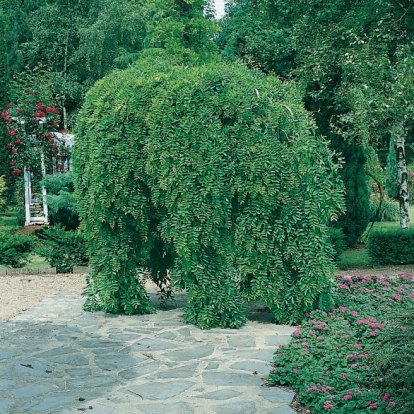 Sophora JAPONICA 'PENDULA'