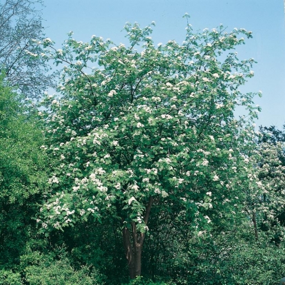 Sorbus AUCUPARIA con fiori