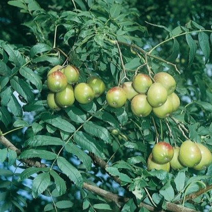 Sorbus DOMESTICA