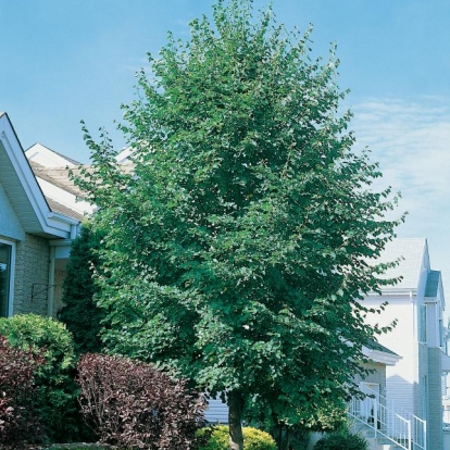 Tilia CORDATA 'GREENSPIRE'