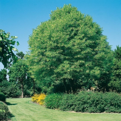 Tilia PLATYPHYLLOS