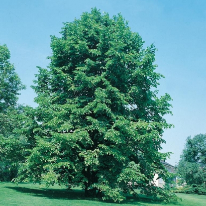 Tilia TOMENTOSA