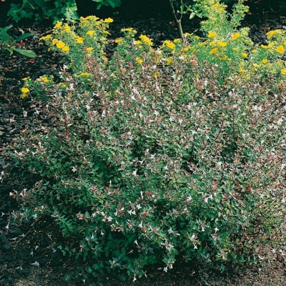 Abelia x GRANDIFLORA 'PROSTRATA'