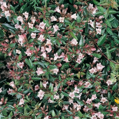 Abelia 'EDWARD GOUCHER'