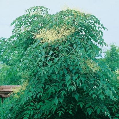 Aralia ELATA o Angelica arborea del Giappone
