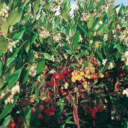 Arbutus UNEDO 'COMPACTA' con fiori e frutti