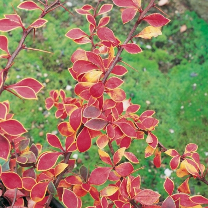 Berberis THUNBERGII 'CORONITA' dettaglio fogliame in autunno