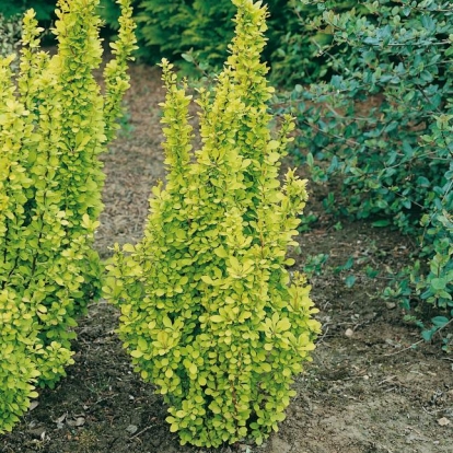 Berberis THUNBERGII 'GOLDEN TORCH' ® 