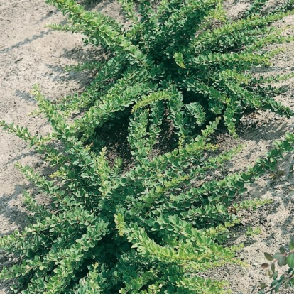 Berberis THUNBERGII 'GREEN CARPET'