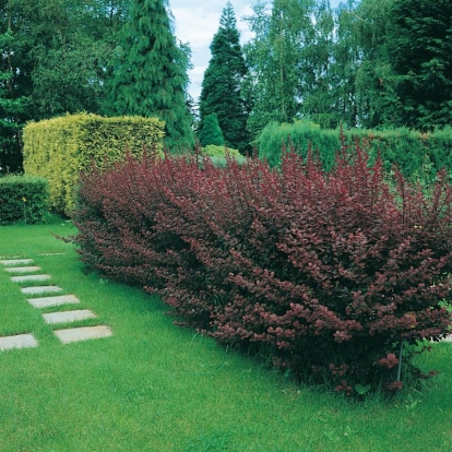 Berberis x OTTAWENSIS 'AURICOMA'