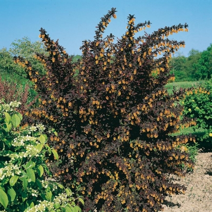 Berberis x OTTAWENSIS 'SUPERBA'