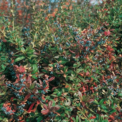 Berberis x HYBRIDO-GAGNEPAINII