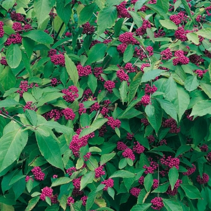 Callicarpa BODINIERI 'PROFUSION'