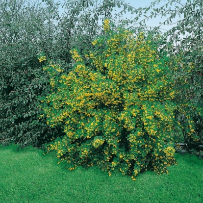 Caragana ARBORESCENS