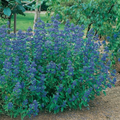 Caryopteris x CLANDONENSIS 'GRANDE BLU' Inoveris