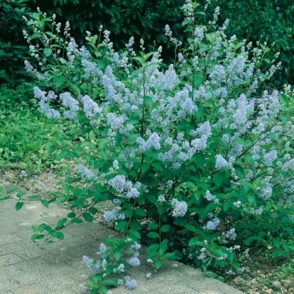 Ceanothus x DELILIANUS 'GLORIA DI VERSAILLES'