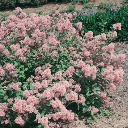 Ceanothus x PALLIDUS 'MARIE SIMON'