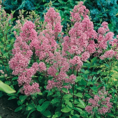 Ceanothus x PALLIDUS 'PERLE ROSE'