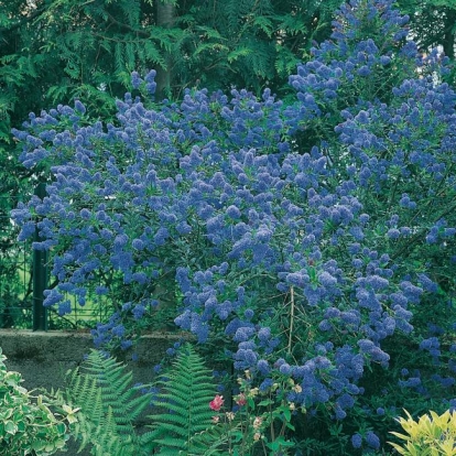 Ceanothus 'CONCHA'