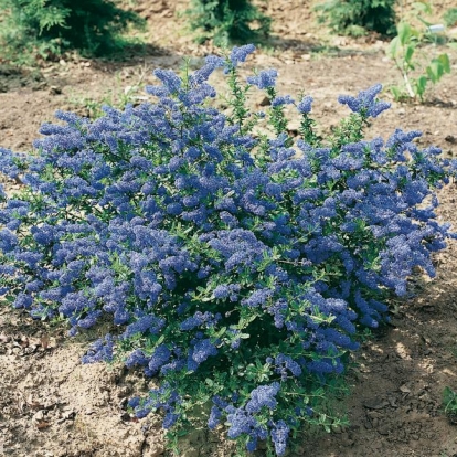 Ceanothus 'ITALIAN SKIES'