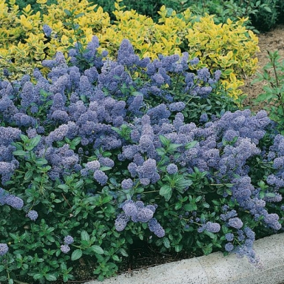 Ceanothus 'THYRSIFLORUS'