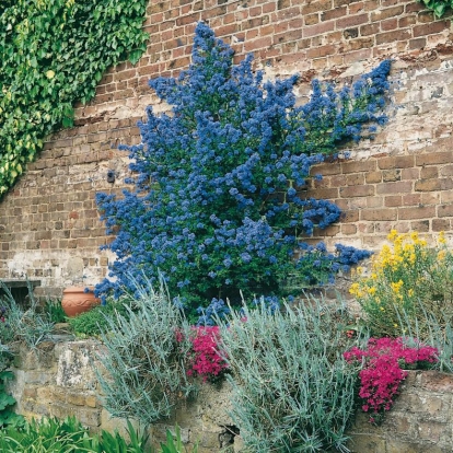 Ceanothus IMPRESSUS 'PUGET BLUE'