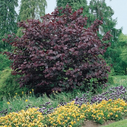 Cercis CANADENSIS 'FOREST PANSY'
