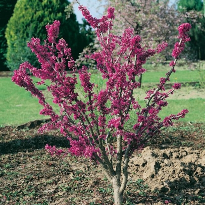 Cercis CHINENSIS 'AVONDALE'