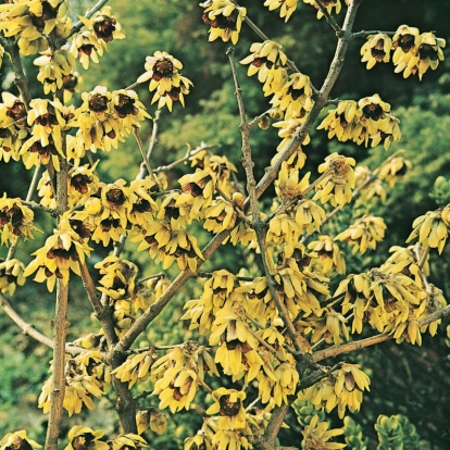 Chimonanthus PRAECOX