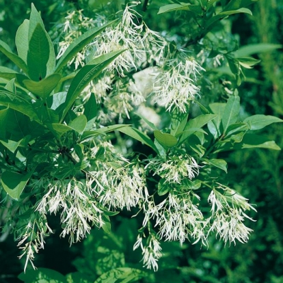 Chionanthus VIRGINICUS