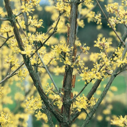 Cornus MAS OFFICINALIS