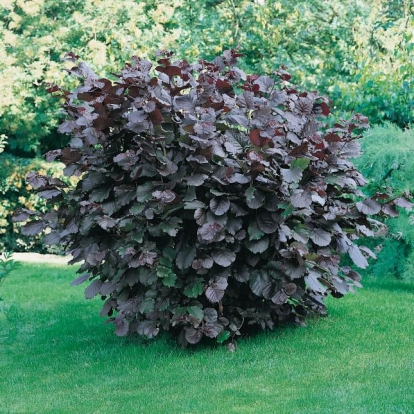 Corylus MAXIMA 'PURPUREA'