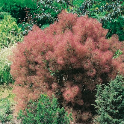 Cotinus COGGYGRIA