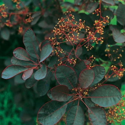 Cotinus COGGYGRIA 'ROYAL PURPLE'