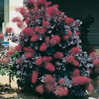 Cotinus COGGYGRIA 'RUBRIFOLIUS'