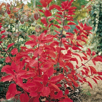 Cotinus x 'GRACE' in autunno