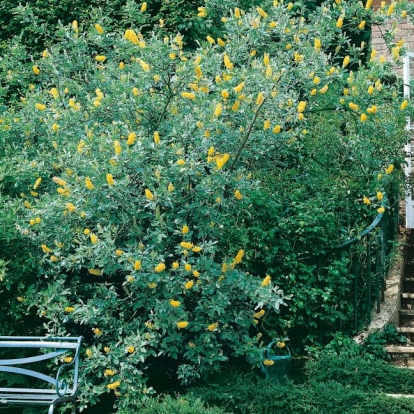 Cytisus BATTANDIERI = ARGYROCYTISUS BATTANDIERI