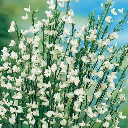 Cytisus x PRAECOX 'ALBUS'