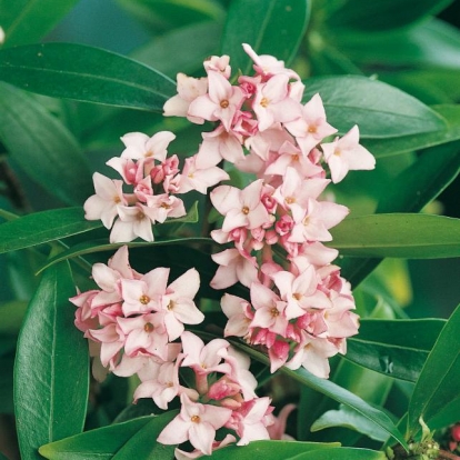 Daphne 'ODORA'