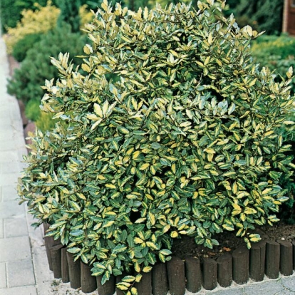 Elaeagnus PUNGENS 'MACULATA'