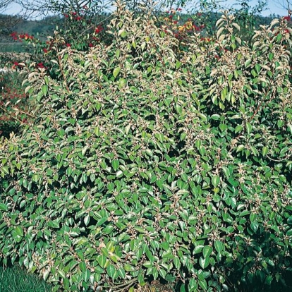 Elaeagnus x EBBINGEI in fiore