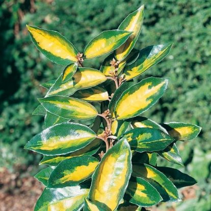 Elaeagnus x EBBINGEI 'LIMELIGHT'