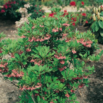 Enkianthus CAMPANULATUS var. PALIBINII