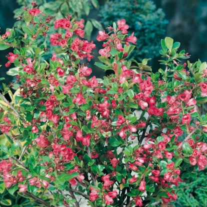 Escallonia 'DONARS RADIANCE'