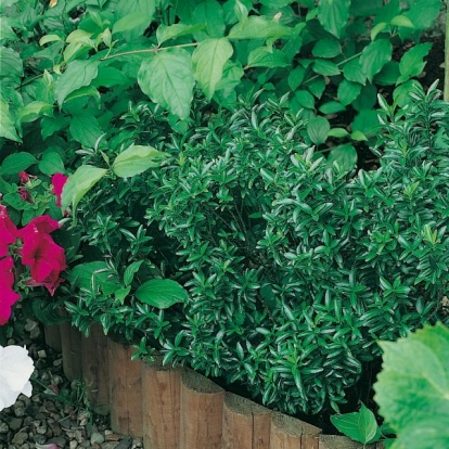 Euonymus JAPONICUS 'MICROPHYLLUS'