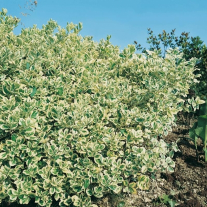 Euonymus JAPONICUS 'PRESIDENTE GAUTHIER'