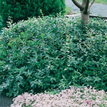 Euonymus FORTUNEI 'COLORATUS'