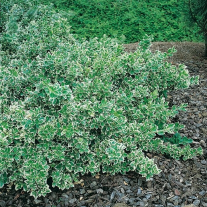 Euonymus FORTUNEI 'EMERALD GAIETY'