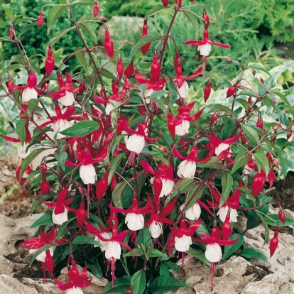 Fuchsia 'ALICE HOFFMANN'